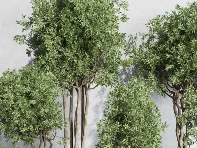  indoor outdoor plant 329 plant tree vase dirty concrete Low-poly 3D model