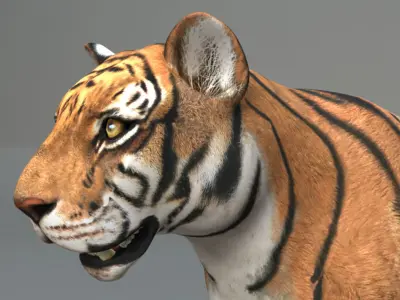 Tiger Rigged 3D model