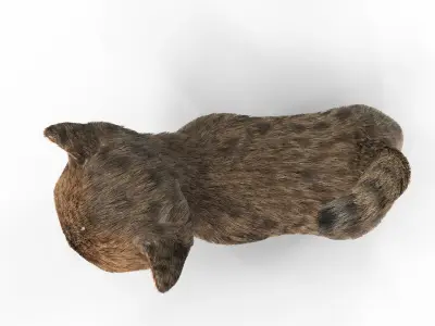 Fur Cute Cat Kitten 01 Animated Low-poly 3D model