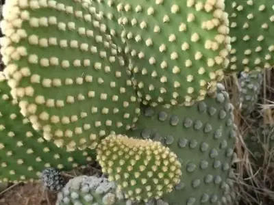 6 Free Cactus Models - Bunny Ears Cactus Free 3D model