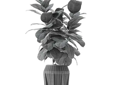 Collections Plants 02 3D model