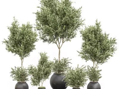 Indoor Plant olive Set 02 3D model