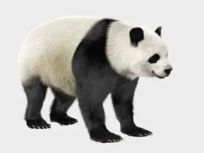 Panda with realistic fur 3D model