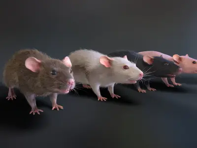 Mouse rat Low-poly 3D model