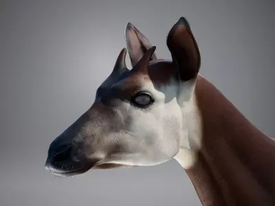 Okapi animated Low-poly 3D model