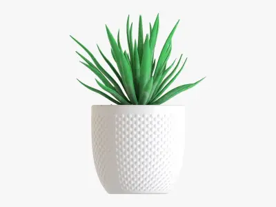 Decorative succulent potted plant 11 3D model