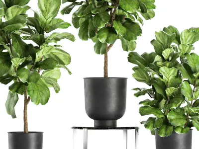 Ficus lyrata trees in a pot for the interior 854 3D model
