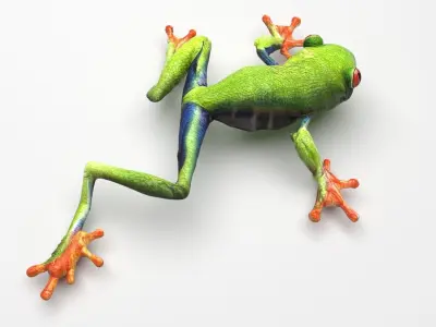 Green Tree Red Eyed Frog 3D model