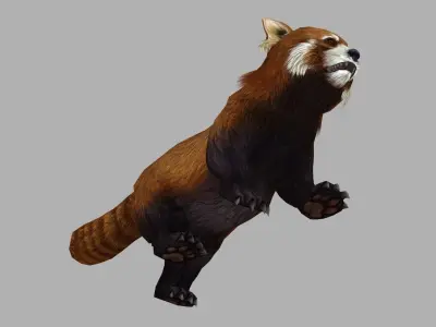 red panda racoon palm civet  Low-poly 3D model