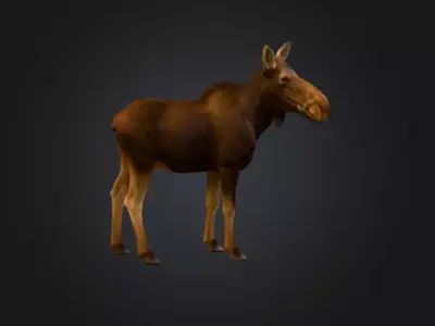 Photorealistic Female Moose Low-poly 3D model