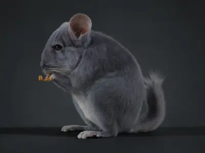Chinchilla Animated VFX Grace 3D model