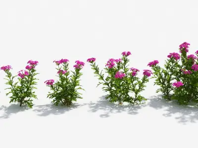 Glandularia plant with flowers and ruler 3D model