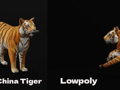 Young South China Tiger Low-poly 3D model