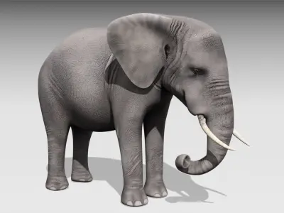 African elephant Low-poly 3D model 5
