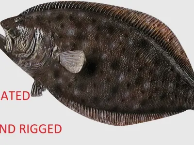 Flounder Fish  Low-poly 3D model