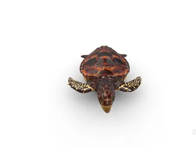 Hawksbill turtle  Low-poly 3D model