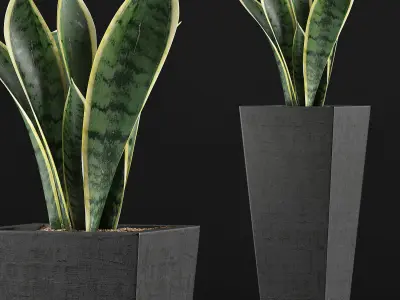 Plants Collection 68 3D model
