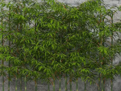 Plants collection 06 Bamboo 3D model