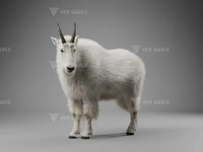 Mountain Goat Animation - Blender 3D model