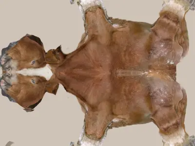HorseHightMesh Low-poly 3D model