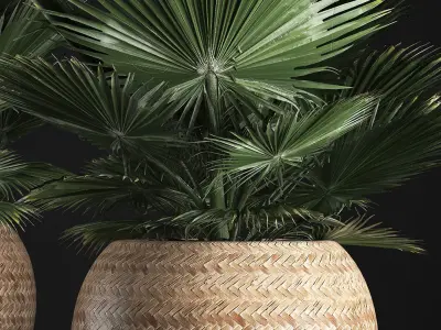 fan palm in the basket 3D model