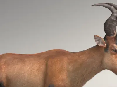 RED HARTEBEEST 3D model