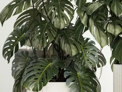 Plants for decoration in pots of monstera and alocasia 1218 3D model