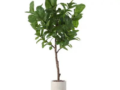 Big ficus lyrata in modern flower pot 3D model