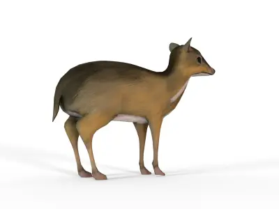  sang kancil Low-poly 3D model