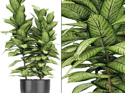 Plant in Pot Flowerpot Exotic Plant 3D model 2