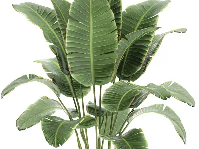 Banana palm in a rattan basket 782 3D model