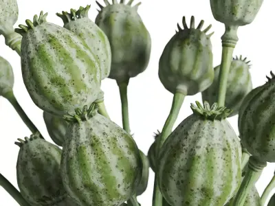 Green Poppy Heads In Glass Vase 3D model