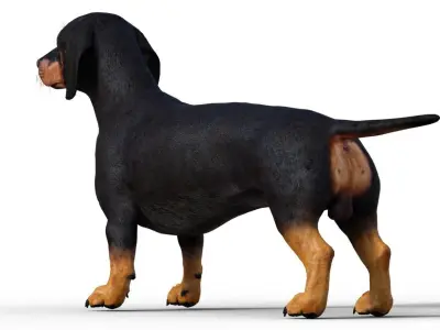 Dog Short leg 3D model