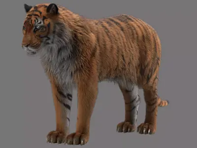tiger 3D model