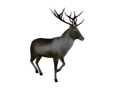 Reindeer RIgged and Animated 3D model