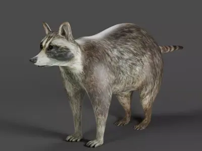 Raccoon NO Rigged in Blender Low-poly 3D model