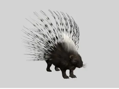 Porcupine 3D model