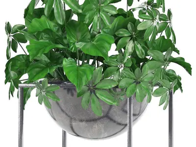Collection Exotic plants 3D model