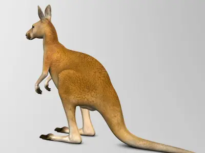 Kangaroo 3D model