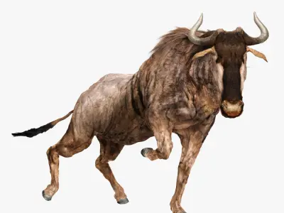 Wildebeest - with LOD and Animation Low-poly 3D model