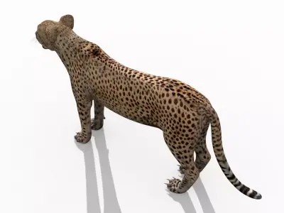  Most Real Cheetah - 8k - 3d animated 3D model