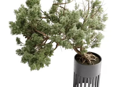  Bonsai Tree in a stand metal pot - Indoor Plant 709 3D model