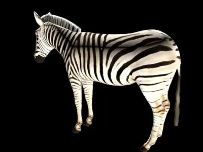 Zebra Low-poly 3D model