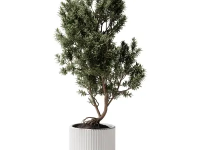  Indoor Plants 38 - Tree in Pot 3D model