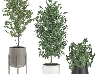 Decorative plants for interior decoration in pots 557 3D model