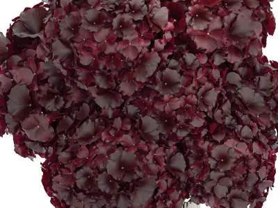 Bouquet Of Burgundy Flowers In A Vase Hydrangea 446 3D model