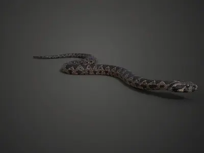 Palestine viper Animated VFX Grace 3D model