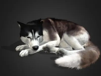 Dog - Husky Realistic Animated 3D model