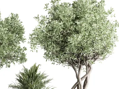 outdoor plant 170 pot old olive tree palm concrete old vase  Low-poly 3D model