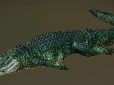  American Alligator 3D model